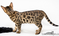 Leopardkatze
